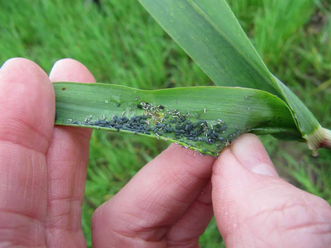 夏玉米常见虫害有哪些，该如何防治呢？