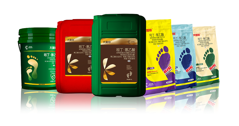 以科技赋能生姜产业 着力破解苗期长势弱难题